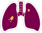 lungs